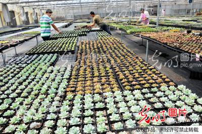 山东青州成全国最大多肉植物基地