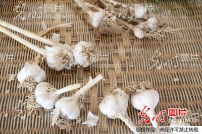 山东惠民:农民周连滨繁育出白蒜新品种_董士达