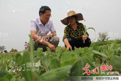 山东无棣:一亩地上长出30种花生_高士东