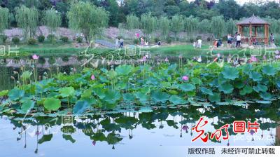 宝鸡市渭河湿地公园正是荷花盛开时_杨永乾