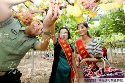 安徽淮北:军嫂户外采摘庆八一_新闻