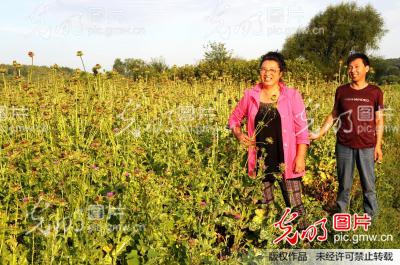 黑河市爱辉区二站乡水飞蓟喜获丰收_邱齐龙_ 光明图片