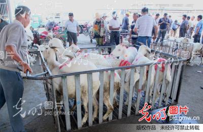 江苏省海安县大公镇农民规山羊年饲养量突破3