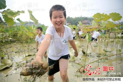 湖南衡阳:船山故居前荷田挖藕感受自然体会劳