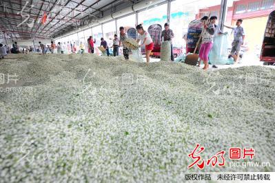 探访中国最大茉莉鲜花交易市场 全世界60%茉