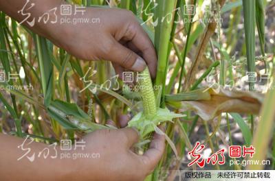 内蒙古:呼伦贝尔遭遇百年不遇旱灾