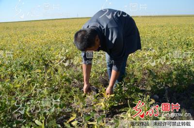 内蒙古:呼伦贝尔遭遇百年不遇旱灾