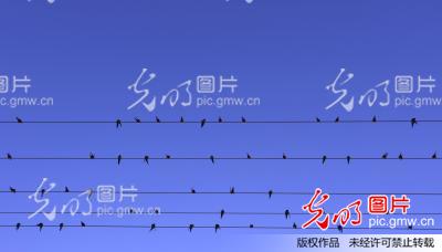 小燕子五线谱简谱_小燕子简谱(3)
