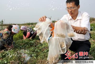 山东无棣 一亩地结出30种花生
