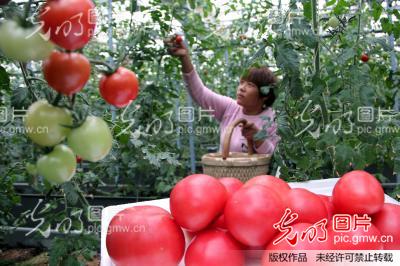 鲁北大地鑫嘉源:一年四季瓜果香(