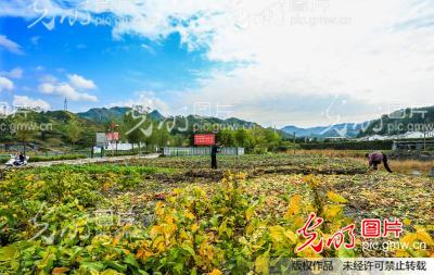 抢抓住雨日 忙栽油菜苗_四季中国