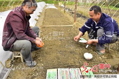 贵州锦屏:又到辣椒育苗时
