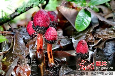 密林丽影--鹿仙草