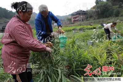 湖南通道﹕生姜产业助贫困户脱贫