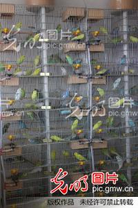 湖北孝感:云梦建成全国最大的虎皮鹦鹉养殖场