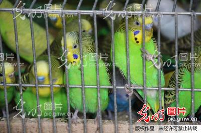 湖北孝感:云梦建成全国最大的虎皮鹦鹉养殖场