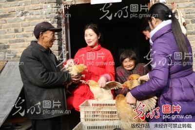 河南光山:鸡年的第一天,扶贫鸡送家里