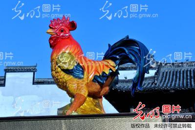特大公鸡江西婺源绽放美丽