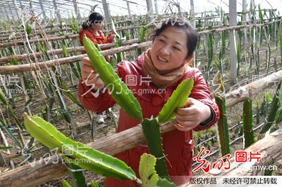 新疆铁门关市:台湾火龙果移栽塔里木成兴农富