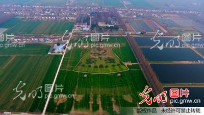 江苏南京:鸟瞰油菜花海绘巨型龙袍美如画_四