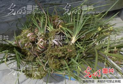 贵州凯里打击贩卖野生兰花行为