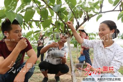 四川彭山首批长果桑上市受城乡居民亲睐