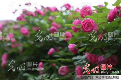 立夏时节 上海街头夏花蔷薇穿篱开