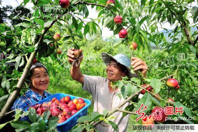 重庆綦江:一年四季瓜果飘香