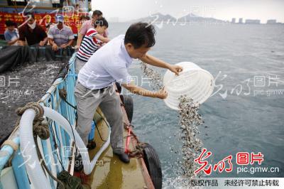 伏季休渔期,三亚爱心企业投放20万尾金食谱苗鲳鱼养身养胃图片