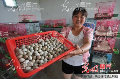 河北内丘:小小桂花雀 致富新途径