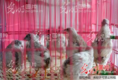河北内丘:小小桂花雀 致富新途径