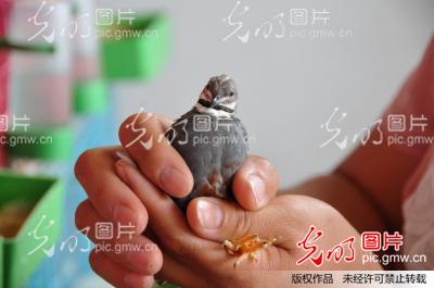 河北内丘:小小桂花雀 致富新途径