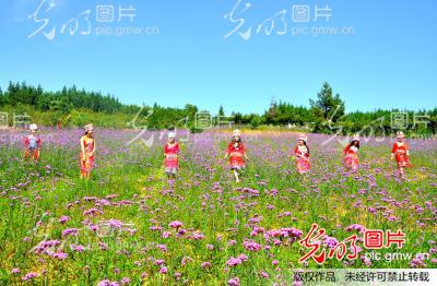 重庆石柱:“云中花都”好休闲_新闻--自然环境_ 光明图片