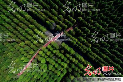 江苏东台:航拍绿色氧吧黄海国家森林公园_辉