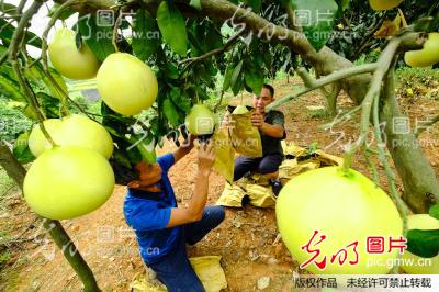 贵州天柱: 红心柚果挂红利