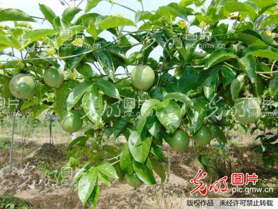 湖南通道县粟通平致力百香果种植开发(