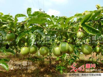 湖南通道县粟通平致力百香果种植开发(