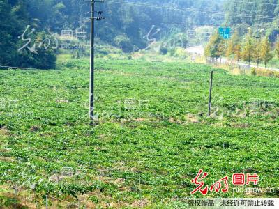 湖南通道县粟通平致力百香果种植开发(