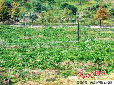 湖南通道县粟通平致力百香果种植开发(