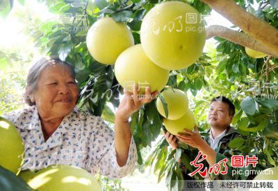 红心柚增收 贫困户笑了