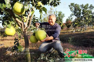 浙江嘉善:姚庄红心柚 等你来采摘(1\/3)