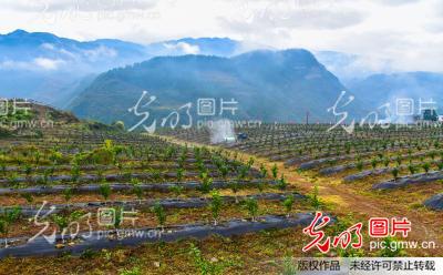 果园来了山地农用机械车