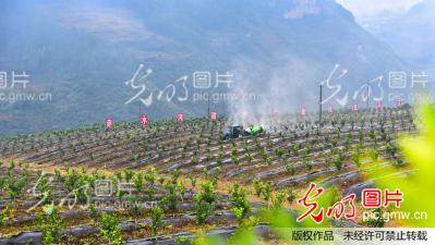 果园来了山地农用机械车