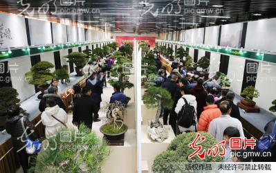 江苏如皋精品盆景亮相上海