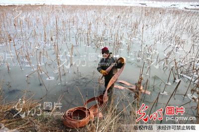 湖北襄阳:五旬挖藕人-5℃寒冰里挖藕,妻子怕出