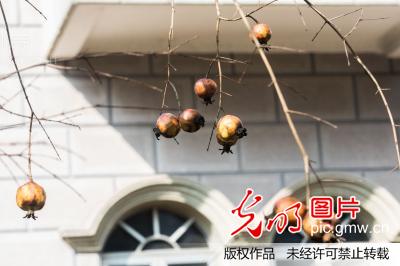 浙江绍兴:乡下农村别墅成群 入住率却不高(