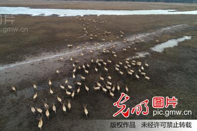 江苏盐城:成群麋鹿成湿地最美风景(