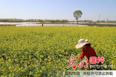 河北魏县:田园风光美如画(