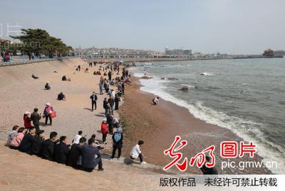 青岛:人间四月天海滨旅游热(