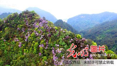 3万亩野生紫色杜鹃花绽放华蓥山(